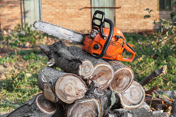 The Steps Involved in Our Tree Care Process in Smithville, MO